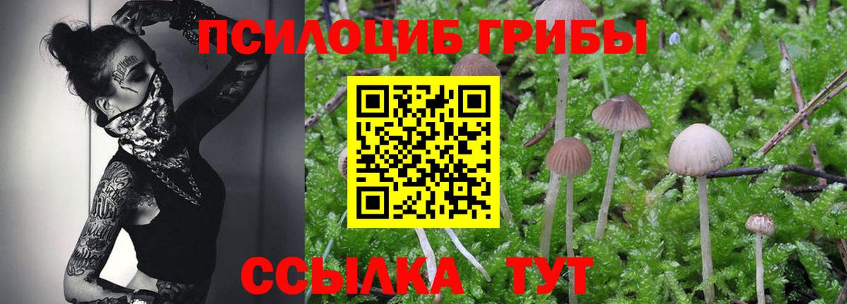 Галлюциногенные грибы Psilocybe Россия